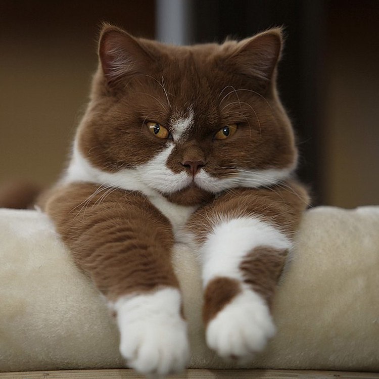 Красивый кот Красивый кот