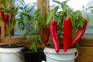 8 удивительных продуктов, которые можно выращивать на подоконнике 8 удивительных продуктов, которые можно выращивать на подоконнике