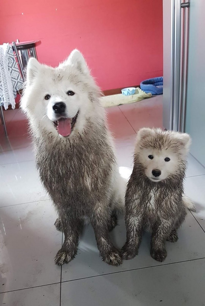 Забавные и милые животные заряжают позитивом