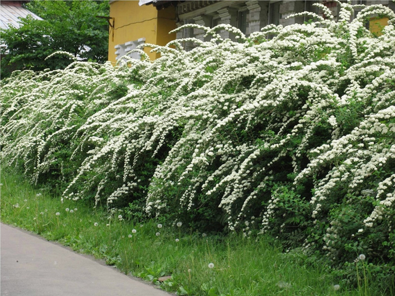 Живая изгородь- эстетика и практичность на вашем участке