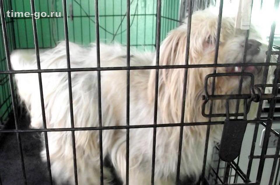 Бездомные собаки до и после приюта Бездомные собаки до и после приюта