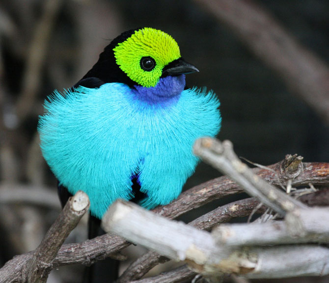 10 прекраснейших птиц планеты