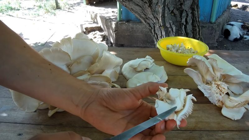 Потрясающий рабочий лайфхак, как выращивать вешенки круглый год без мицелия Потрясающий рабочий лайфхак, как выращивать вешенки круглый год без мицелия