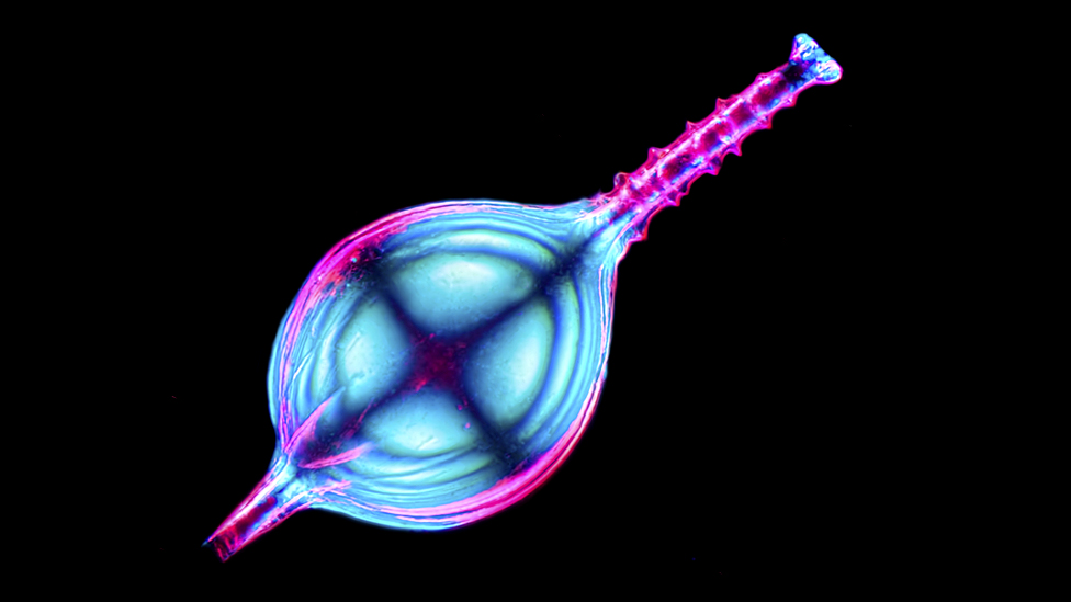 Лучшие снимки из коллекции научных фотографий Wellcome