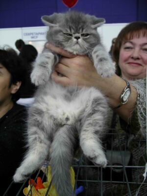 котенок перс