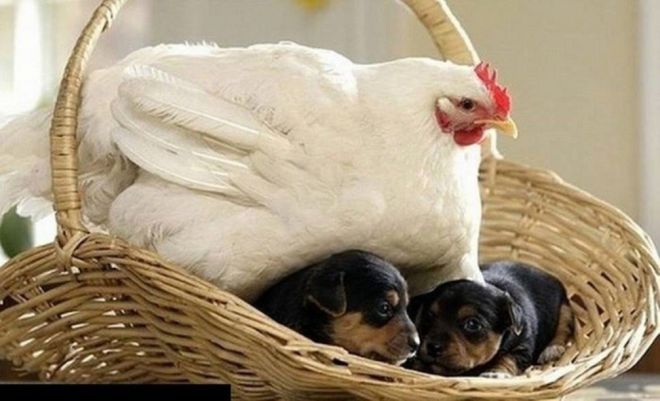 Мамы всякие нужны