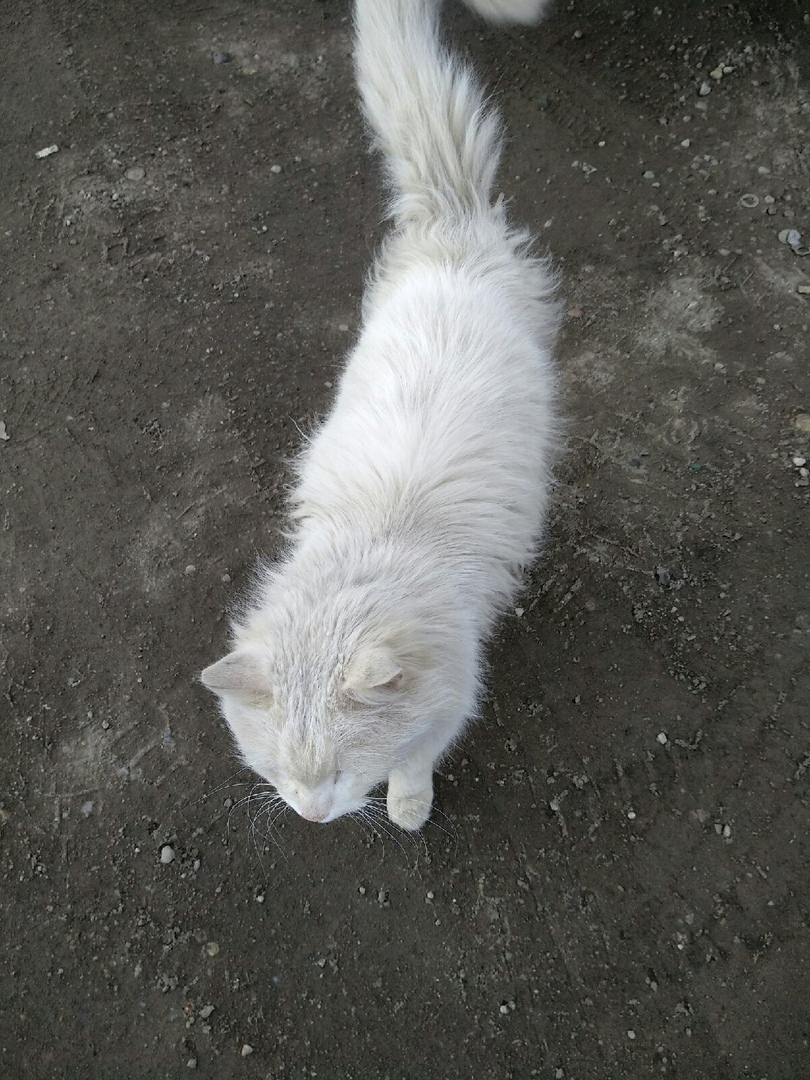 Что может быть важнее, когда котишка так ОТЧАЯННО просит помощи?!!