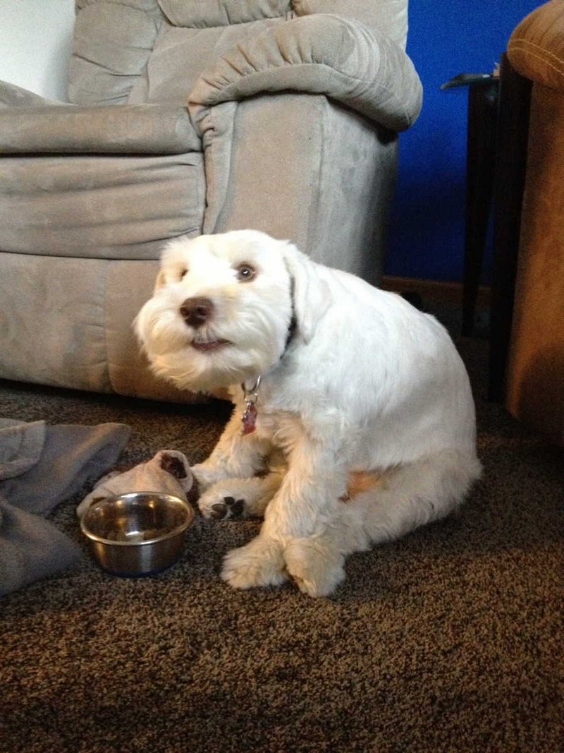 Забавные и милые животные заряжают позитивом