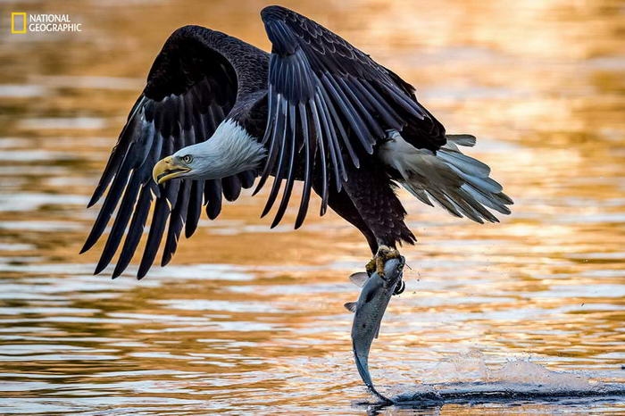 10 потрясающих фотографий дикой природы с конкурса National Geographic Nature Photographer of the Year Contest 10 потрясающих фотографий дикой природы с конкурса National Geographic Nature Photographer of the Year Contest