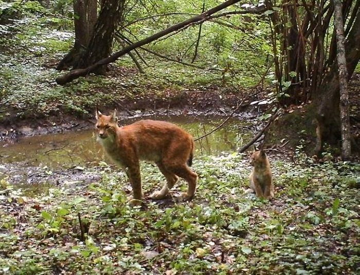 Животные, которые вновь обживают Чернобыль