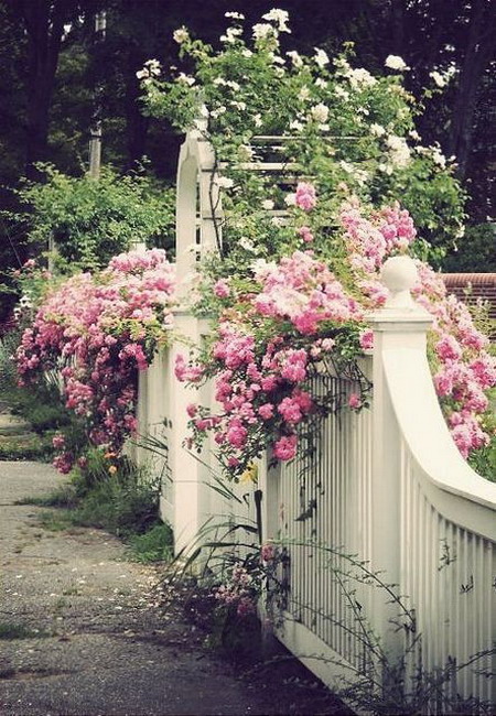 4497432_rosesingardenfence1 (450x650, 140Kb)