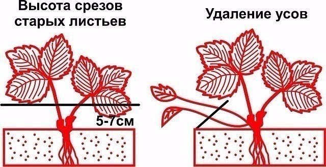 Обрезка листьев и усов клубники- когда, как и зачем? Обрезка листьев и усов клубники- когда, как и зачем?