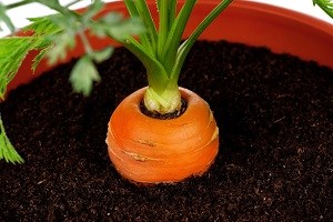 8 удивительных продуктов, которые можно выращивать на подоконнике 8 удивительных продуктов, которые можно выращивать на подоконнике