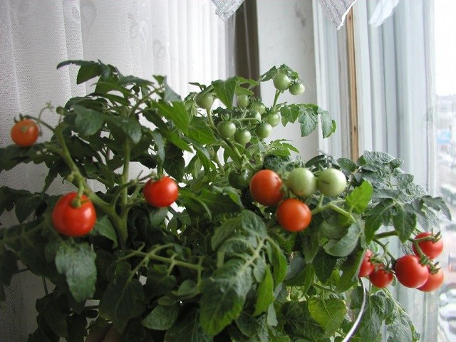 8 удивительных продуктов, которые можно выращивать на подоконнике 8 удивительных продуктов, которые можно выращивать на подоконнике