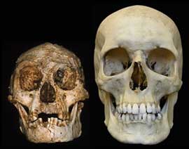 Черепа Homo floresiensis и Homo sapiens. Иллюстрации взяты с сайтов New Scientist и Nature