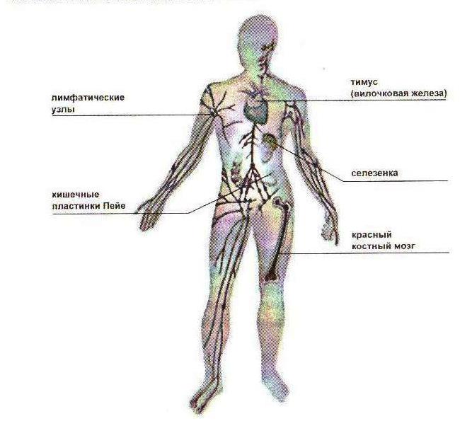Лимфатические узлы на теле человека схема расположения у женщин фото и название
