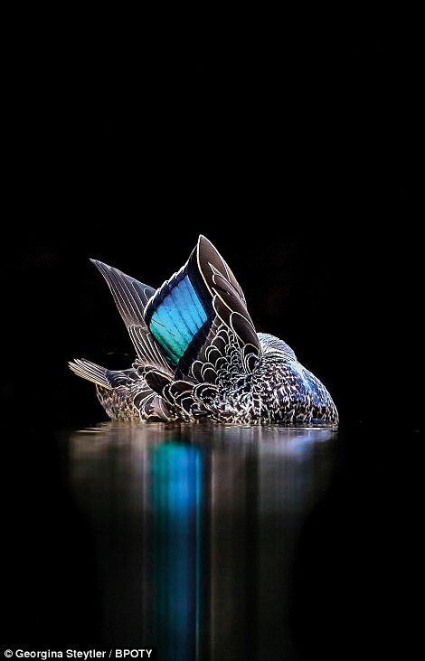 Объявлен победитель фотоконкурса Bird Photographer Of The Year Объявлен победитель фотоконкурса Bird Photographer Of The Year