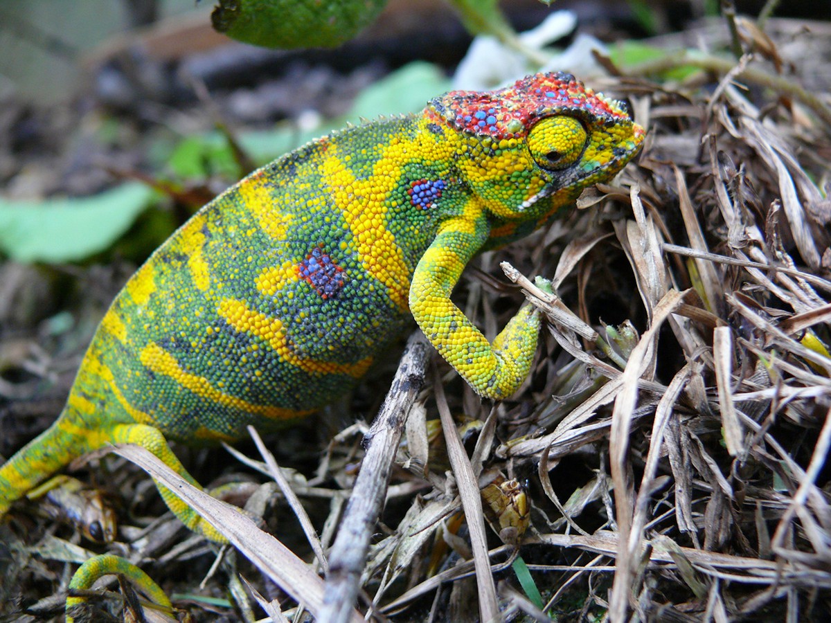 chameleons05 Самые колоритные хамелеоны