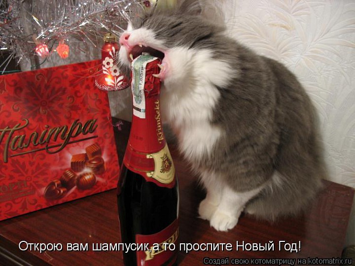 Коты и елка Коты и елка