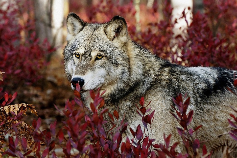 killinganimals02 Животные, которые нас убивают