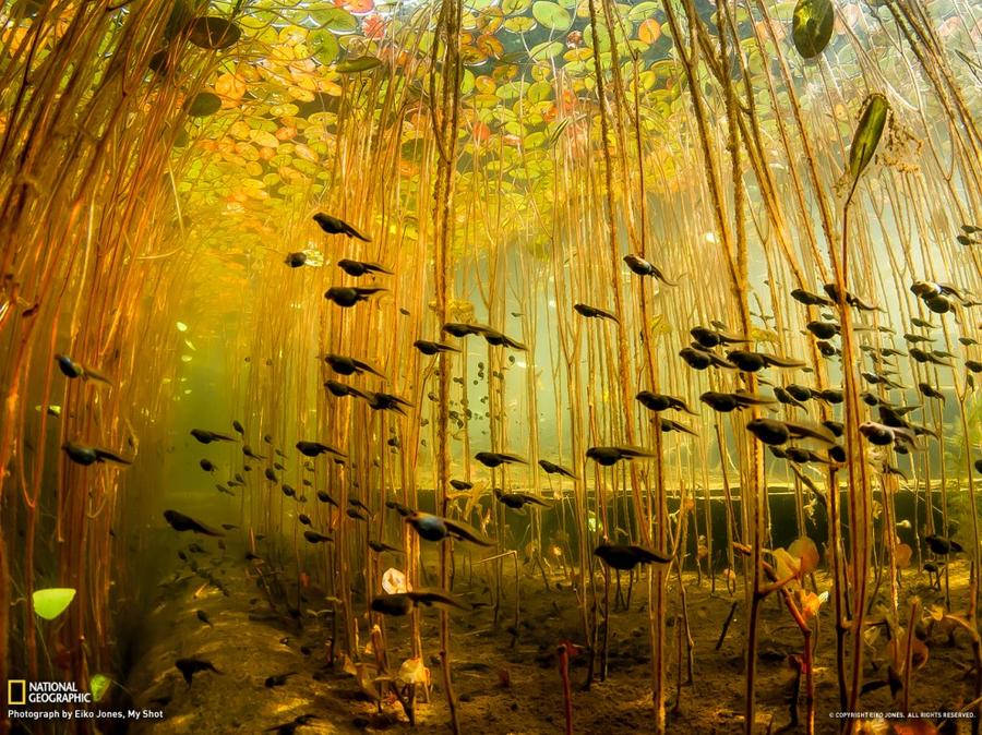 Лучшие фотографии National Geographic за январь Лучшие фотографии National Geographic за январь