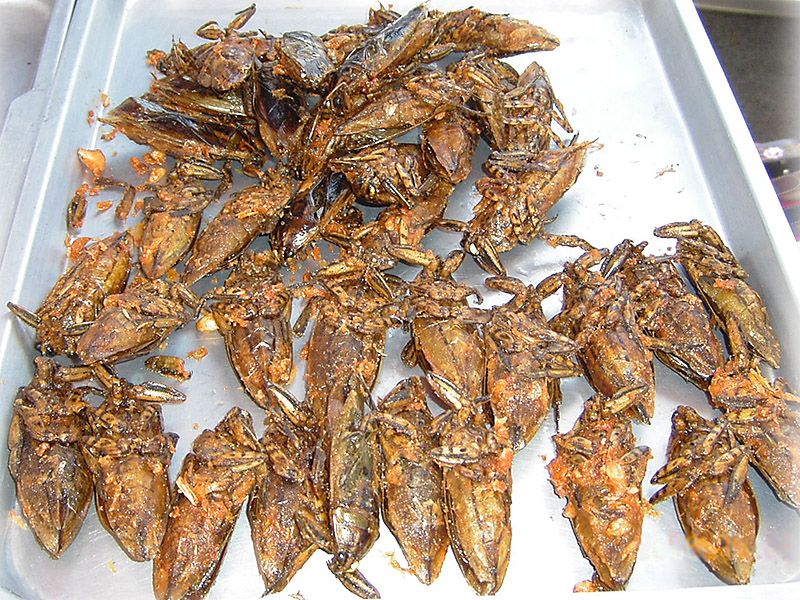 edible13 Фотогид по съедобным насекомым