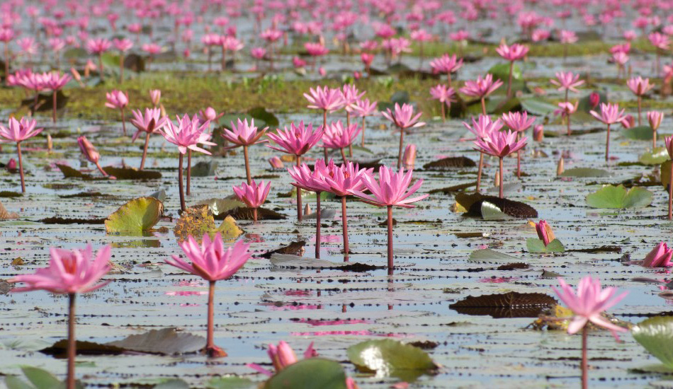 Озеро Нонг Хан, Таиланд
Ежегодно здесь расцветают тысячи и тысячи красных лотосов, которые превращают поверхность таиландского озера Нонг Хан в гигантское поле плавучих цветов. Этот водяной сад начинает расцветать в октябре сразу после сезона дождей, а пик цветения приходится на декабрь, когда местные жители отправляются на лодках наслаждаться красотой. Лучше всего созерцать цветущее озеро перед полуднем, когда лотосы максимально раскрываются.