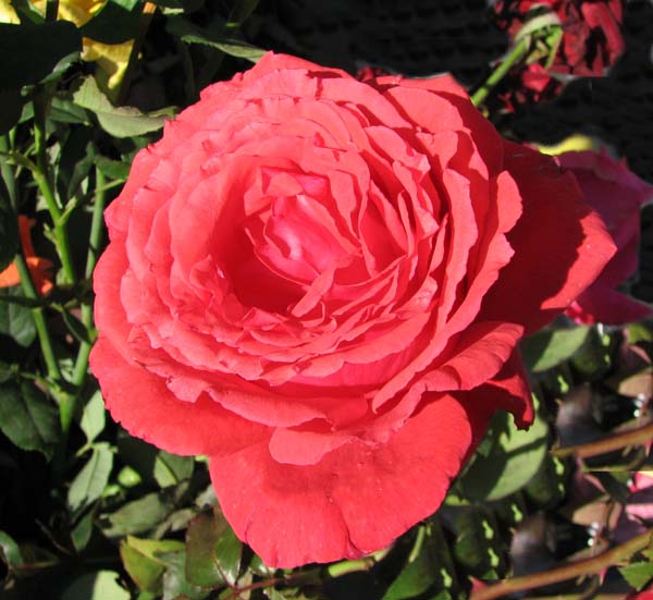 дюфтволке (600x551, 81Kb)