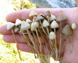грибы в чехии
