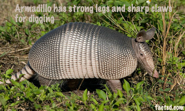 armadillo facts