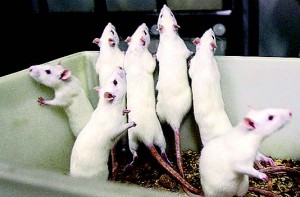 Если самцы и самки лабораторных мышей живут вместе, они дольше сохраняют репродуктивную способность