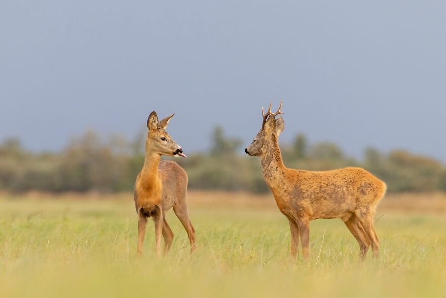 Лучшие фото с конкурса Comedy Wildlife Photography Awards 2020