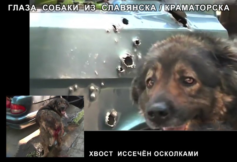 собака из славянска