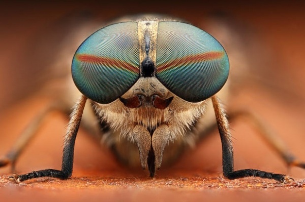 Впечатляющие макроснимки насекомых
