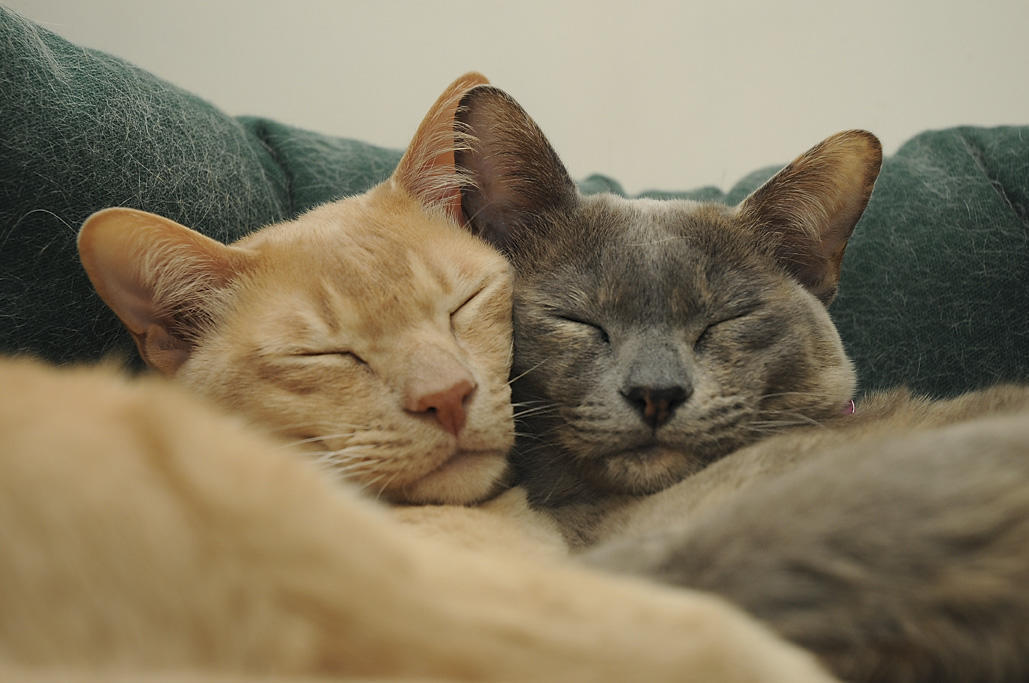 Коты сорвали свадьбу