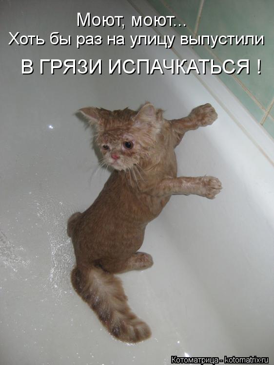 Котоматрица: Моют, моют... Хоть бы раз на улицу выпустили В ГРЯЗИ ИСПАЧКАТЬСЯ !