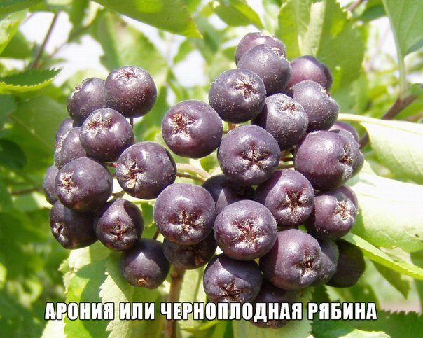 http://mtdata.ru/u9/photo3AB1/20982221448-0/original.jpg#20982221448