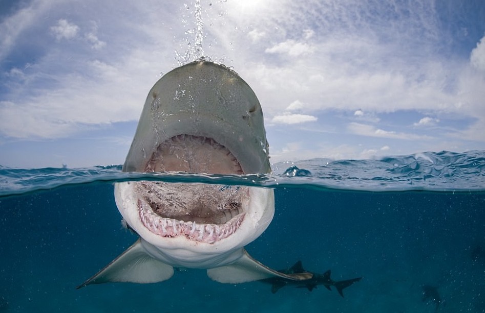 Острозубая акула атакует! Чудище длиной больше 3 метров попало в кадр в районе Багамских островов граница воды и воздуха, красота, мир под водой, необычный ракурс, оригинально, подводные обитатели, природа, фото