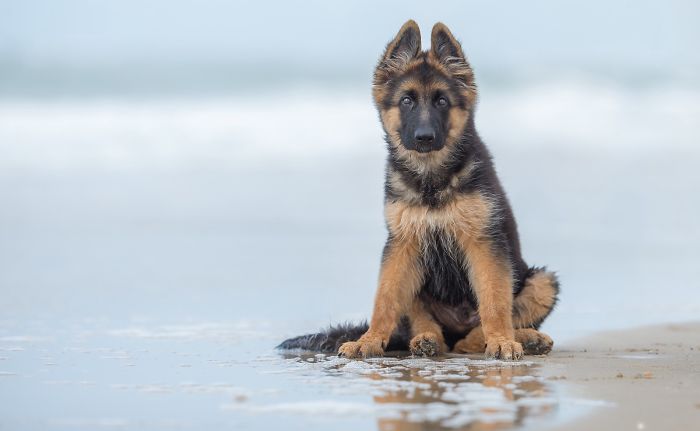 Puppies Category 3rd Place Winner Ruud Lauritsen, Netherlands