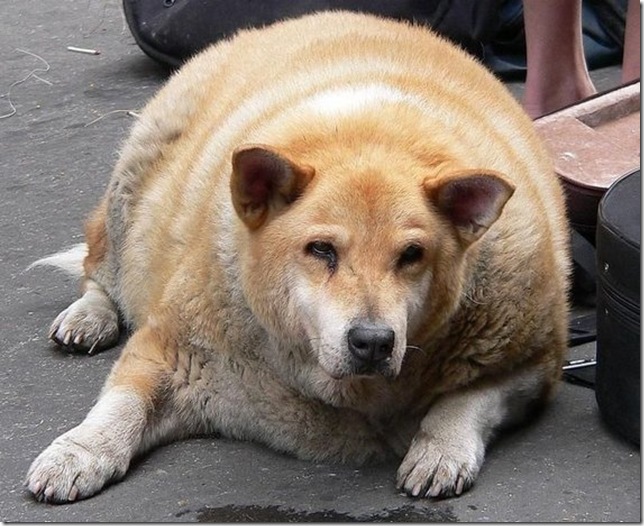 huge-animals13