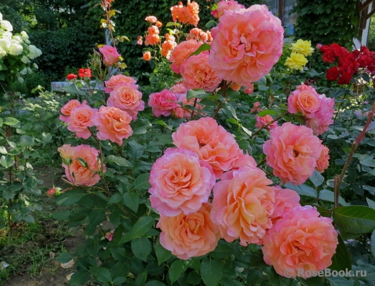 Роза чайно гибридная августа луиза фото и описание