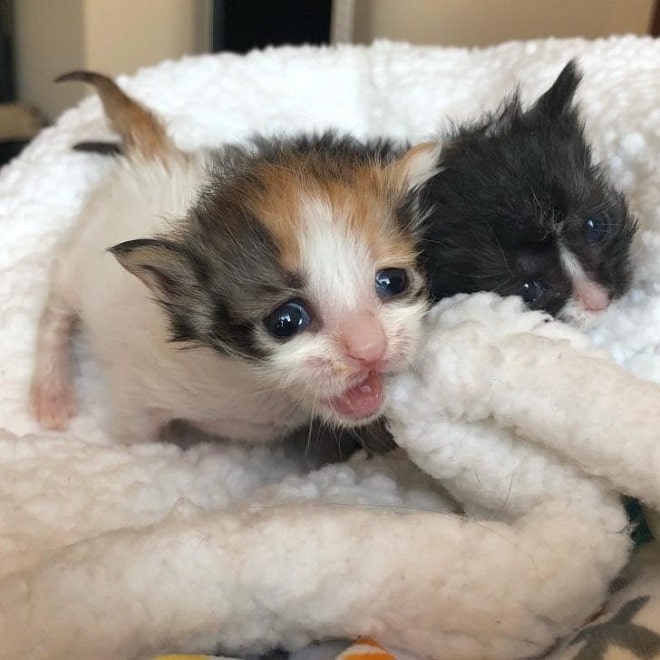 Котята мяукают Котята и одеяло