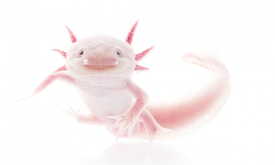 InSearchOfLostFrogs18    :       