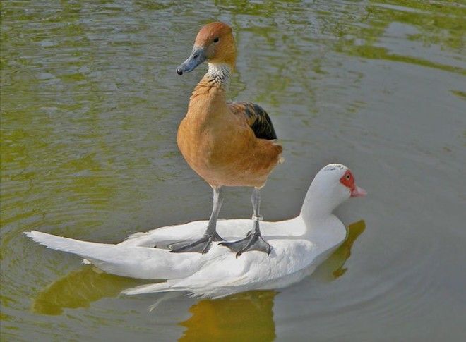 Fck You Other Duck