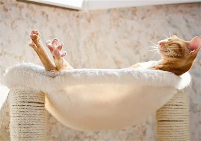 Шедевры кото-фото-искусства