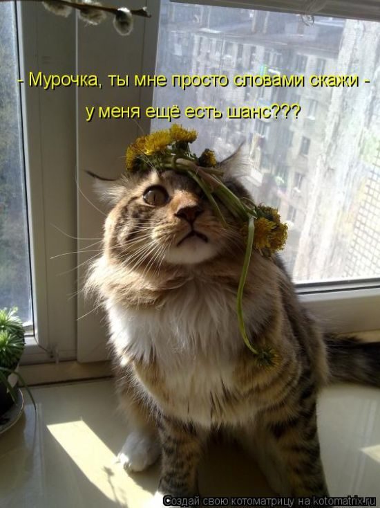 Лучшие котоматрицы недели