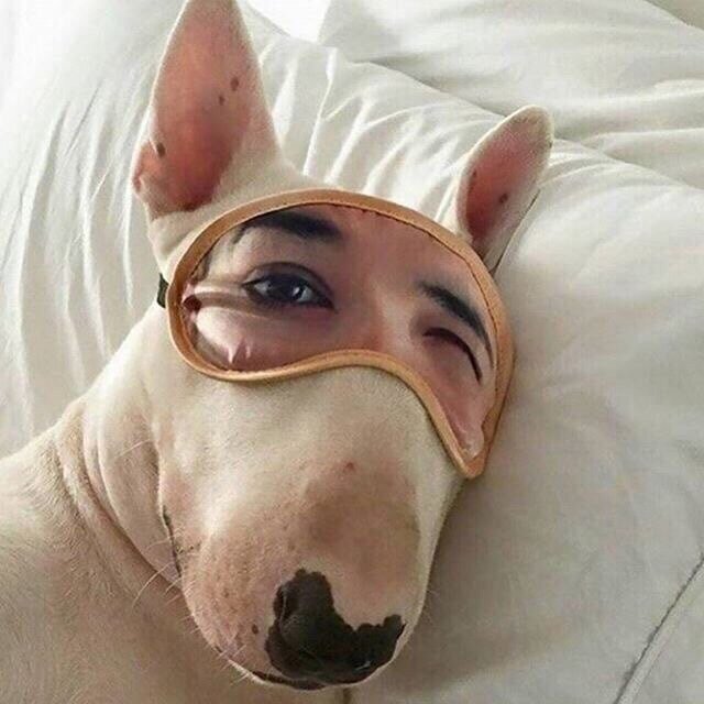 Так ли опасны будьдоги