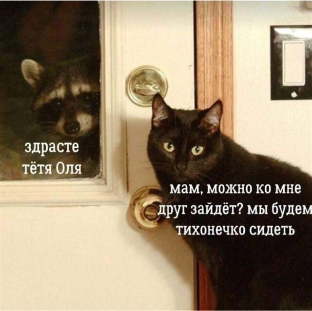 Шедевры кото-фото-искусства