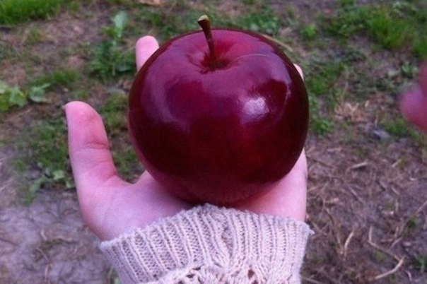 Идеальное яблоко будто из сказки про Белоснежку….