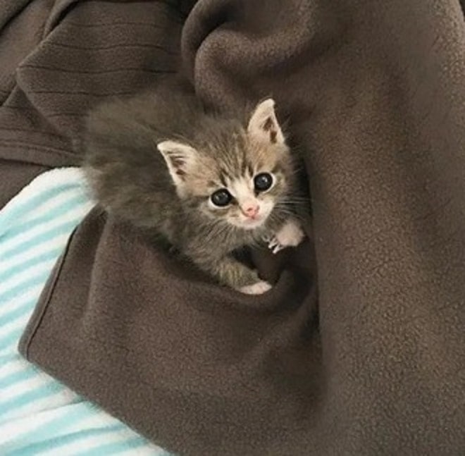 Котенок стоит Котенок в доме
